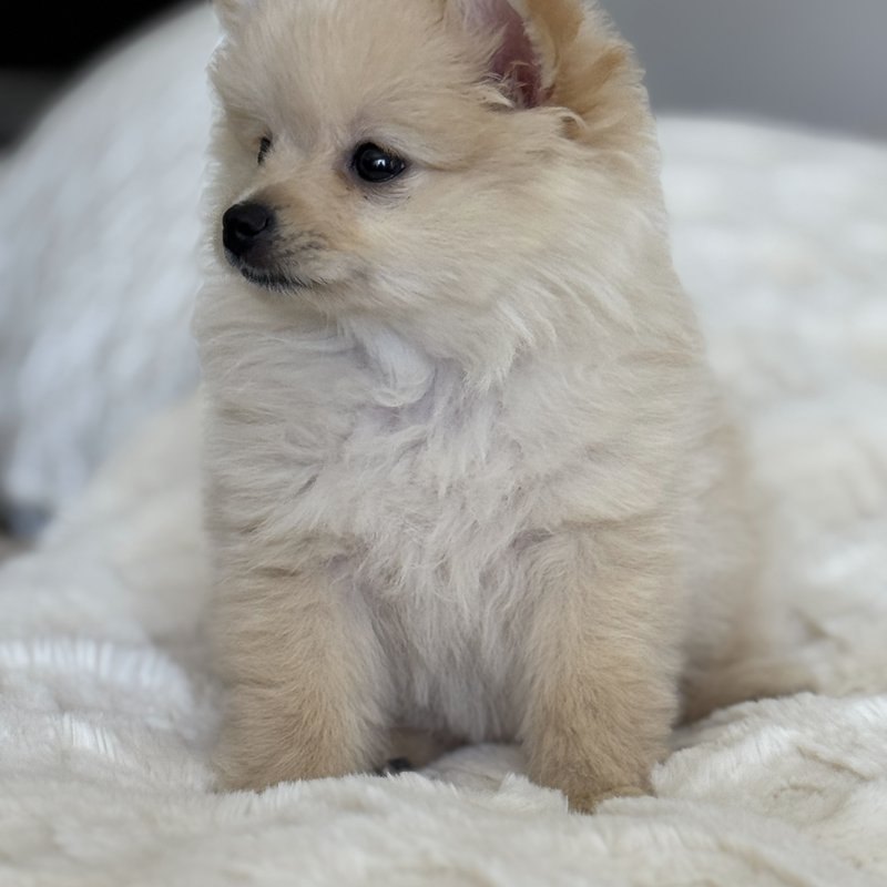 Elsa, a Teacup Pomeranian raised at Lyell's Puppy Haven