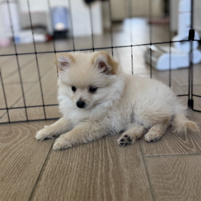 Elsa, a Teacup Pomeranian raised at Lyell's Puppy Haven