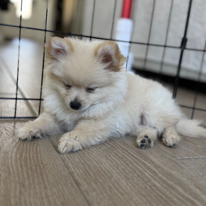 Elsa, a Teacup Pomeranian raised at Lyell's Puppy Haven
