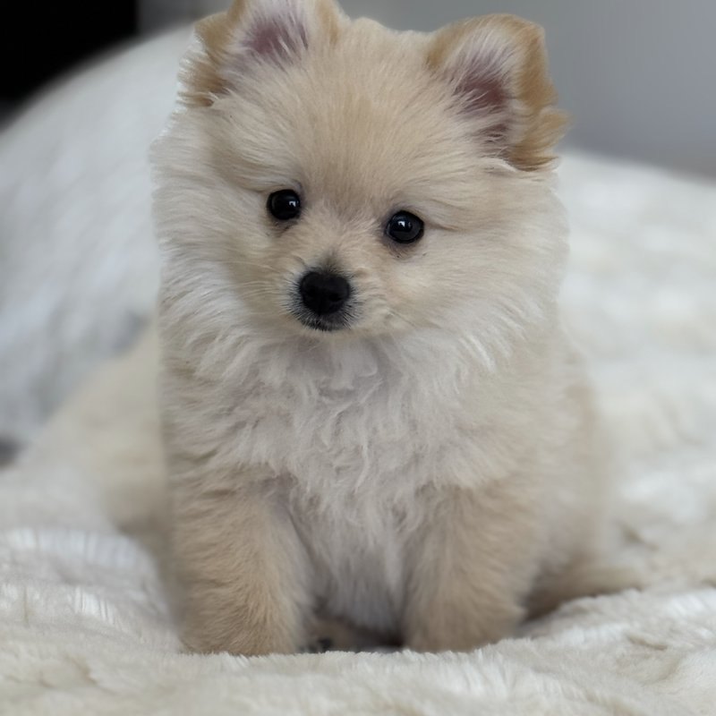 Elsa, a Teacup Pomeranian raised at Lyell's Puppy Haven