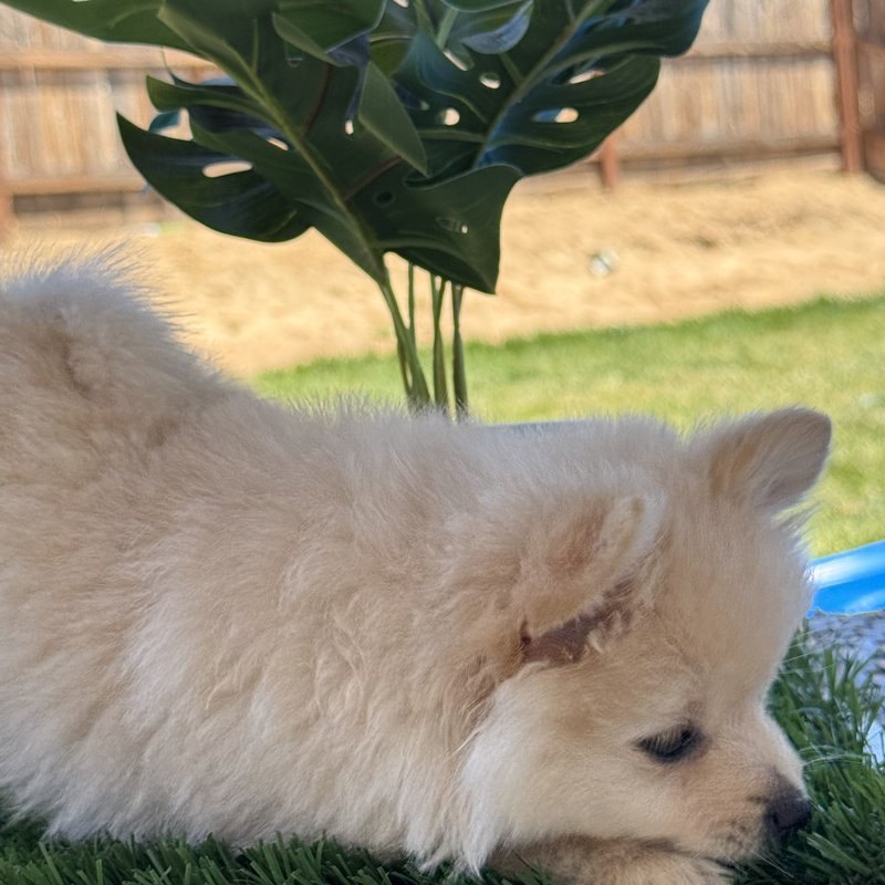 Elsa, a Teacup Pomeranian raised at Lyell's Puppy Haven