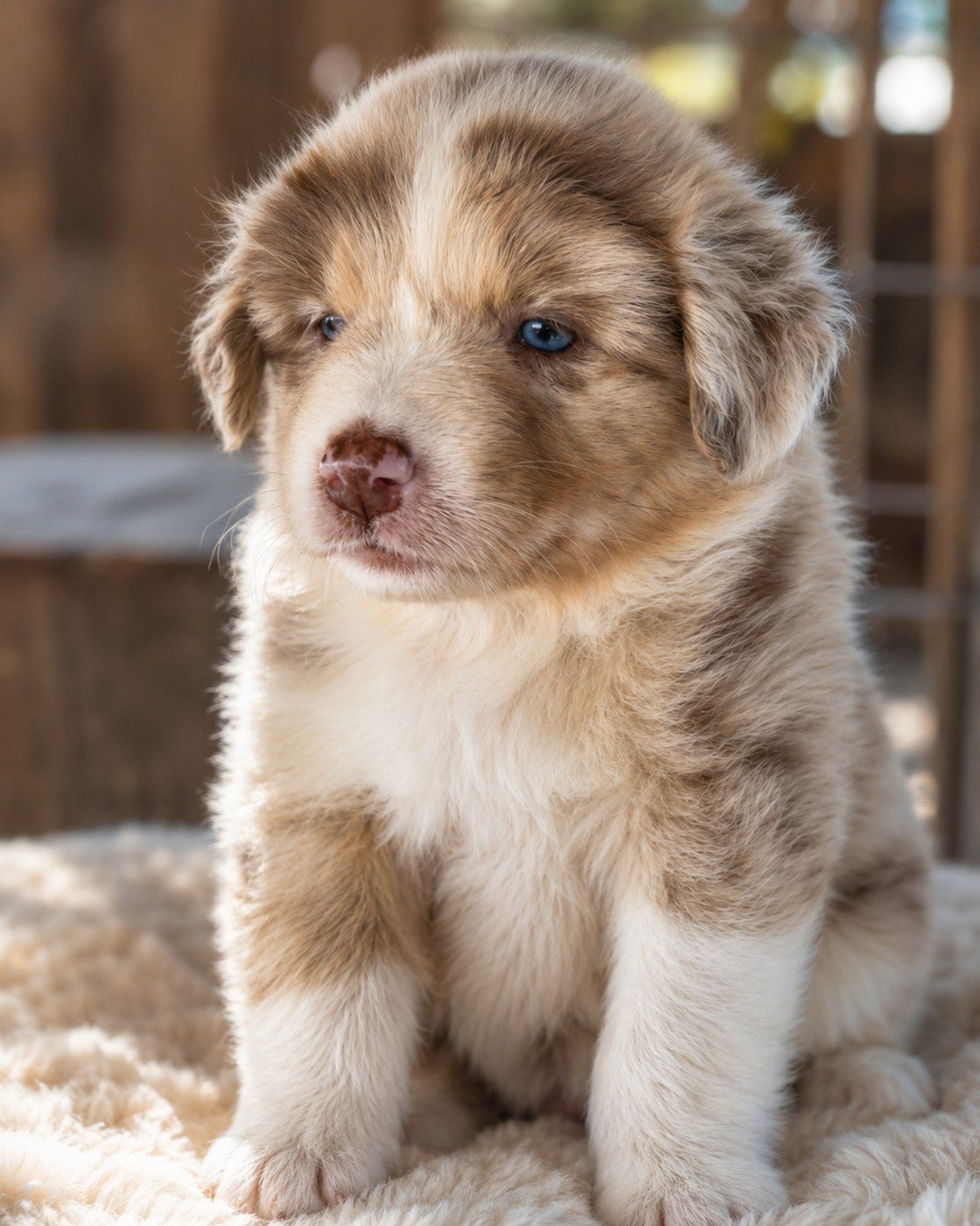 Kya, a Australian Shepherd