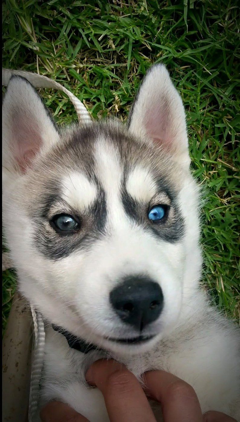 Logan, a Siberian Husky