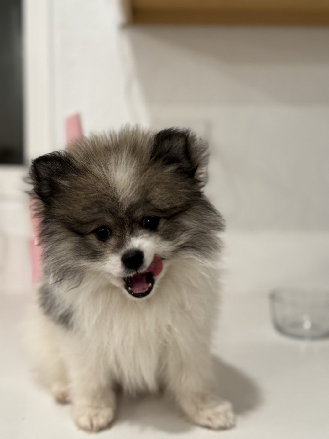 Ekko, a Pomeranian