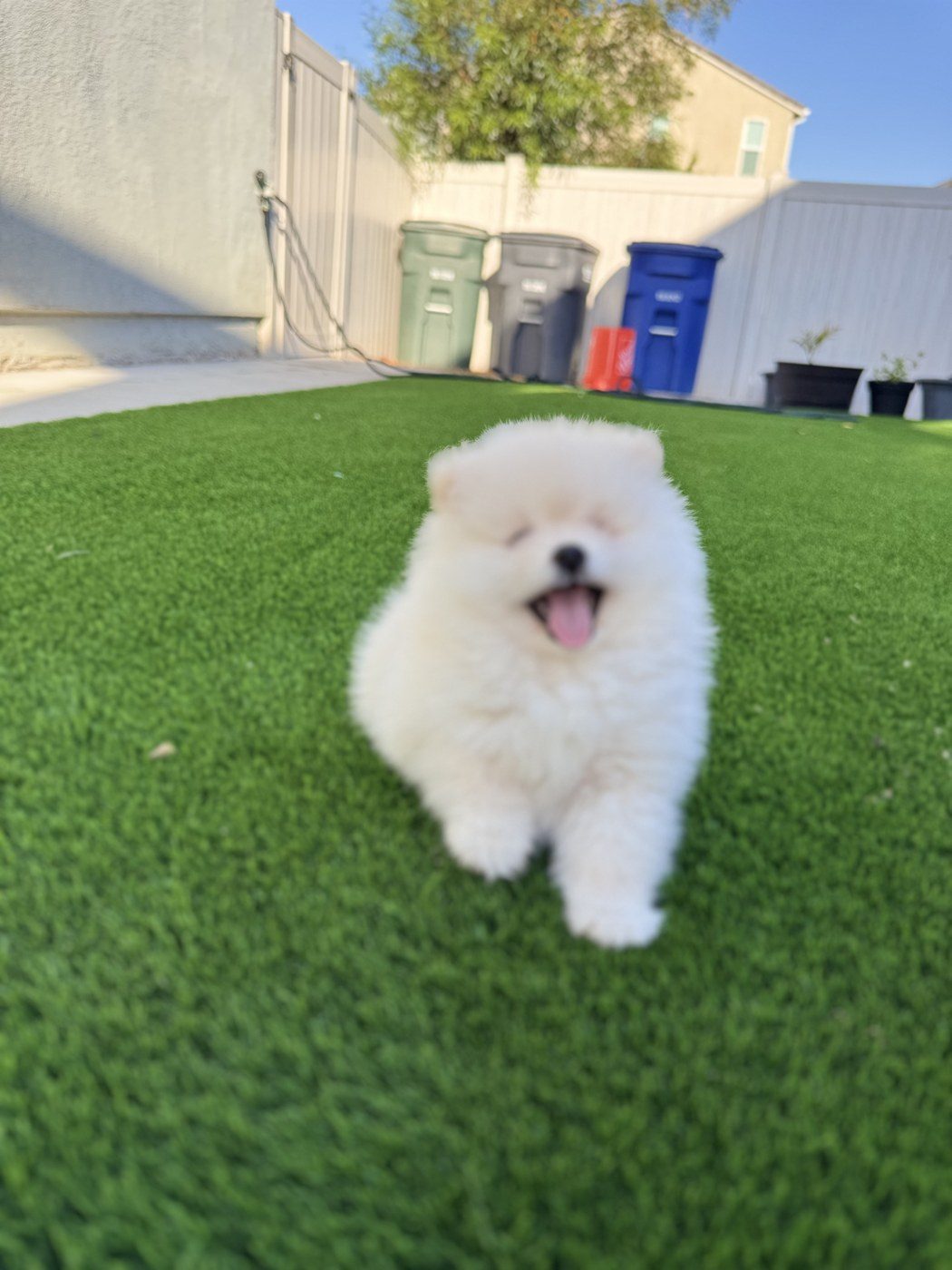 Mochi, a Pomeranian