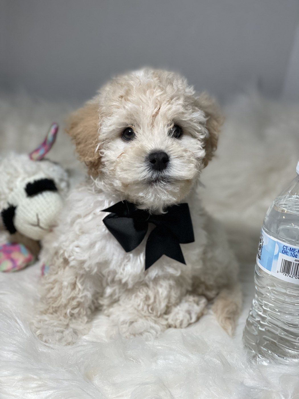 Chubz, a Maltipoo