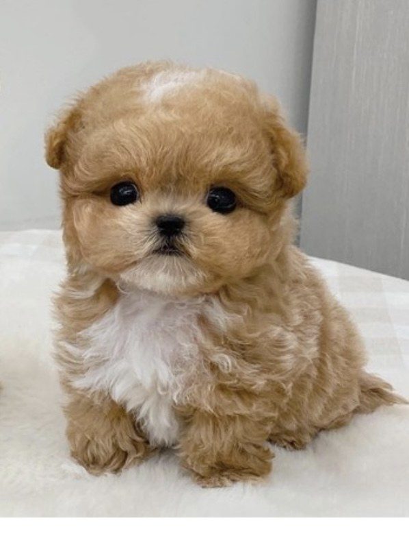 Tinyy, a Maltipoo