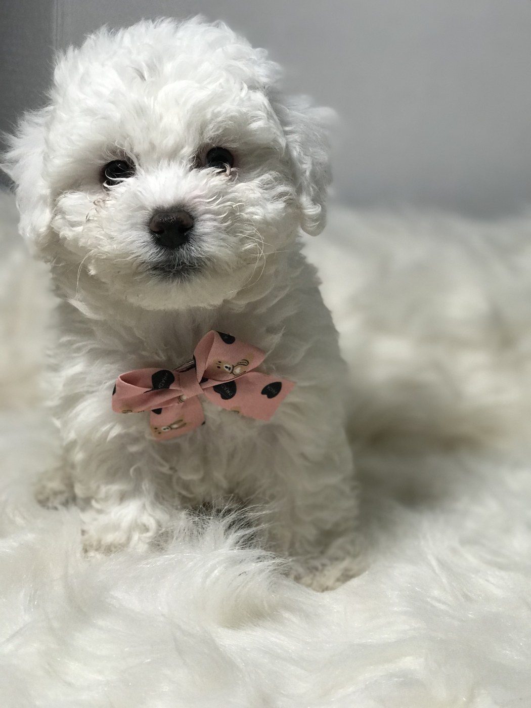 Cloud, a Maltipoo