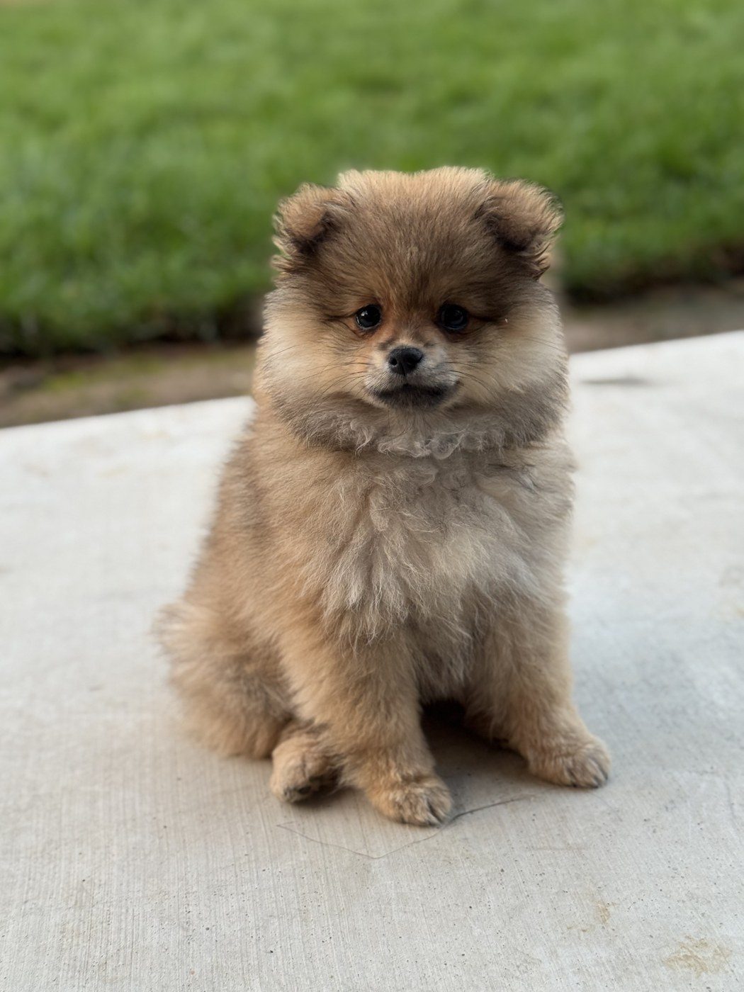 Bear Bear, a Pomeranian