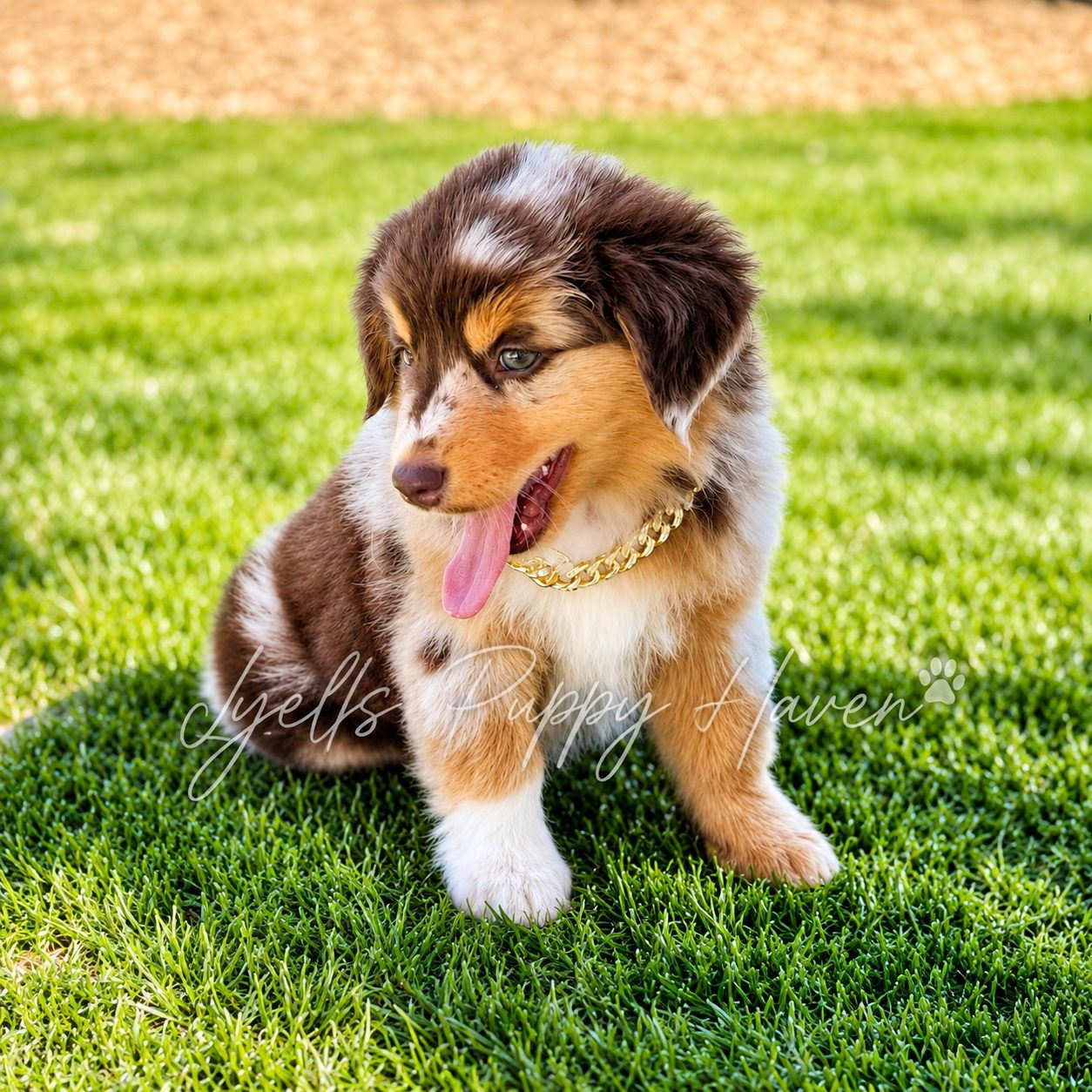 Zula, a Mini American Shepherd raised at Lyell's Puppy Haven