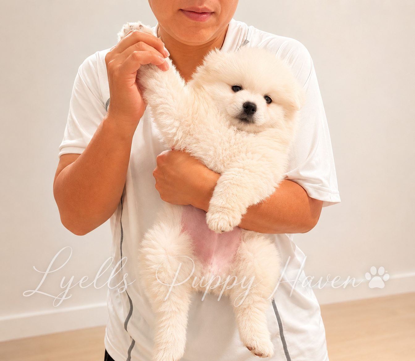 Oatmeal, a Pomeranian