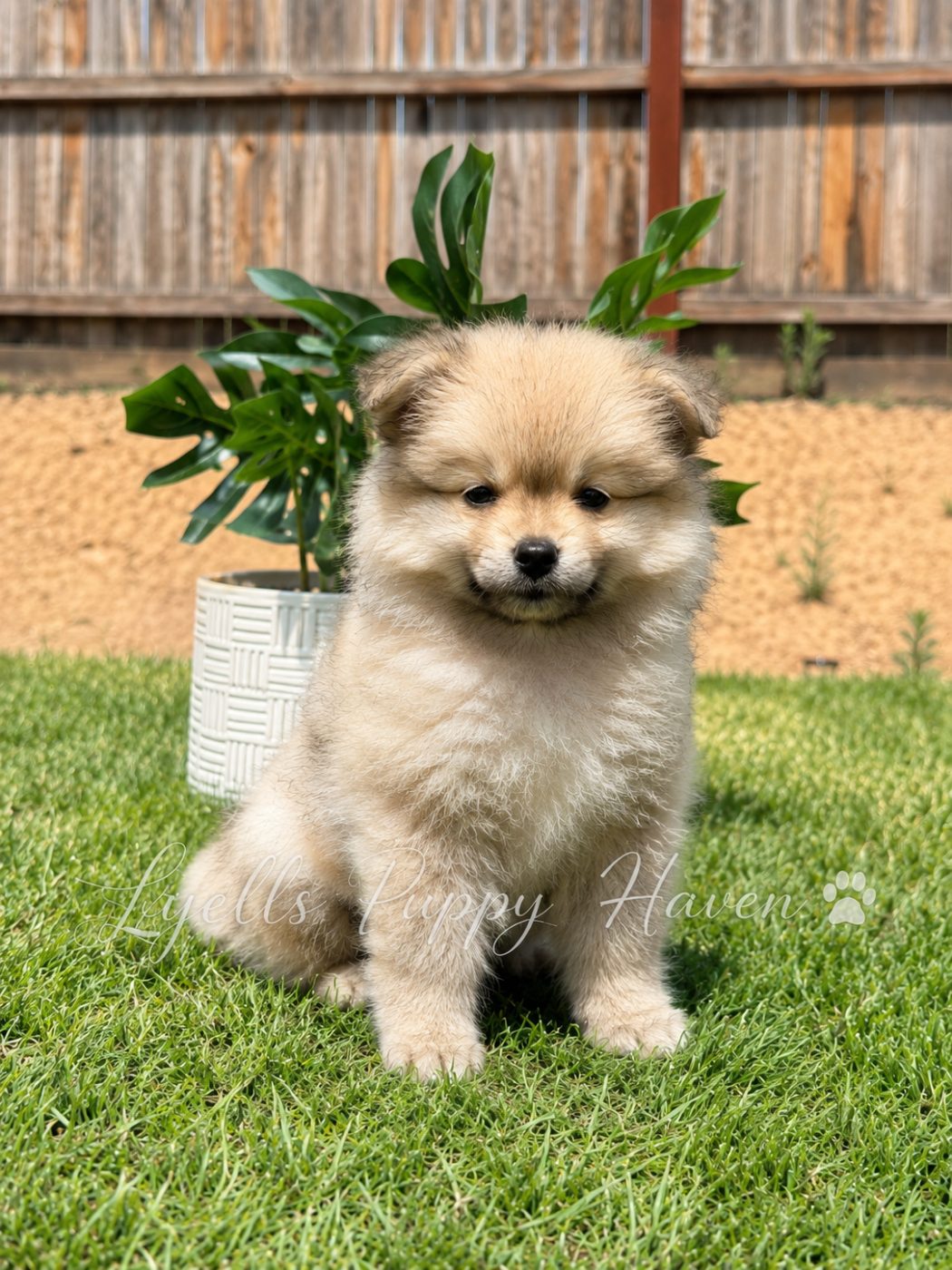 Peanut, a Fox Face Pomeranian raised at Lyell's Puppy Haven