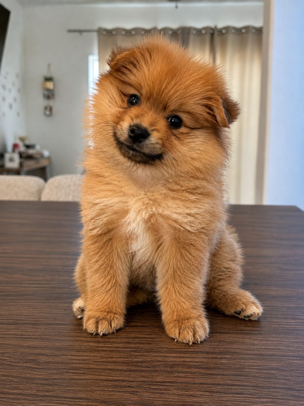 Zaza, a Doll Faced Pomeranian puppy