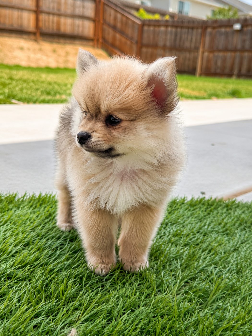 Goofy, a Doll Face Pomeranian raised at Lyell's Puppy Haven