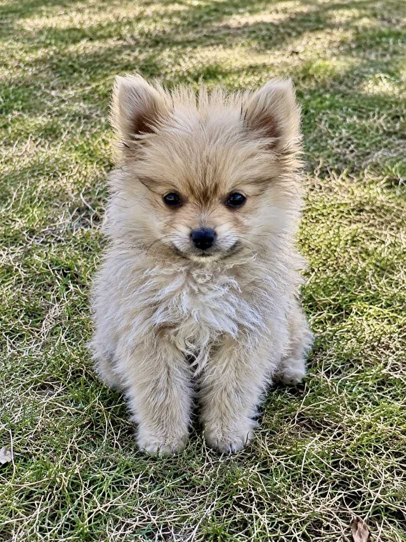 Goofy, a Doll Face Pomeranian raised at Lyell's Puppy Haven