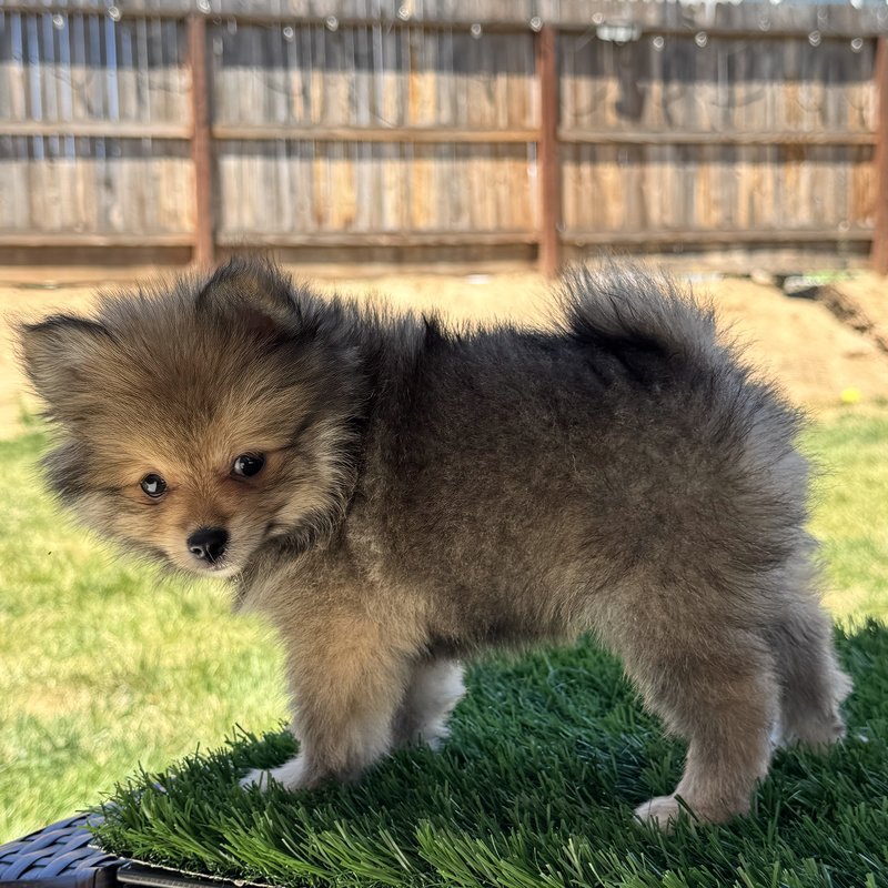 Wukong, a Teacup Pomeranian raised at Lyell's Puppy Haven