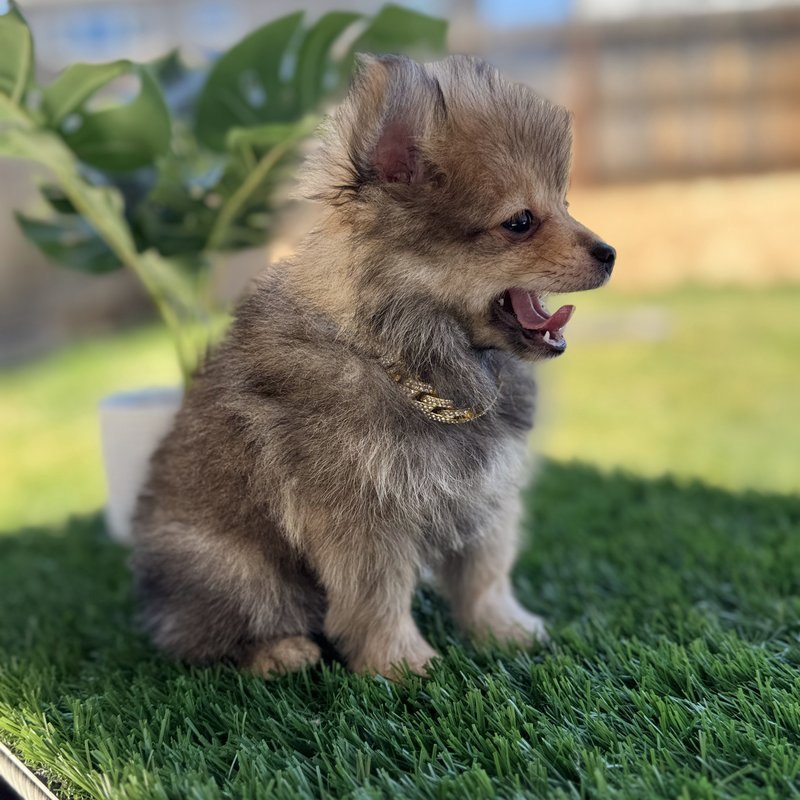 Wukong, a Teacup Pomeranian raised at Lyell's Puppy Haven
