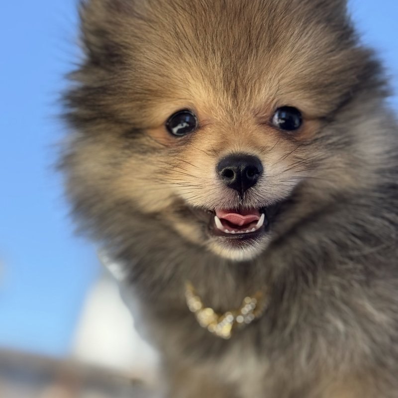 Wukong, a Teacup Pomeranian raised at Lyell's Puppy Haven