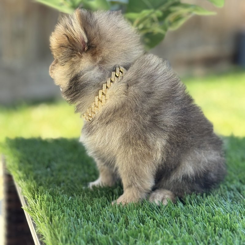 Wukong, a Teacup Pomeranian raised at Lyell's Puppy Haven