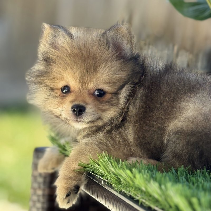 Wukong, a Teacup Pomeranian raised at Lyell's Puppy Haven