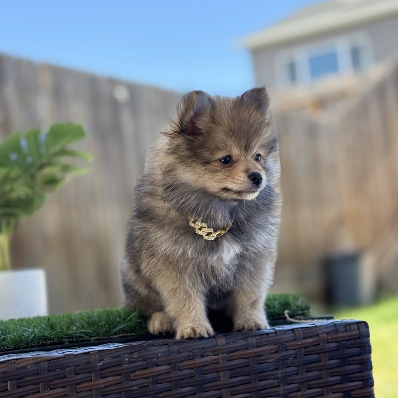 Wukong, a Teacup Pomeranian raised at Lyell's Puppy Haven